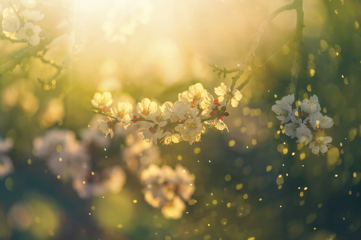 flower pollen