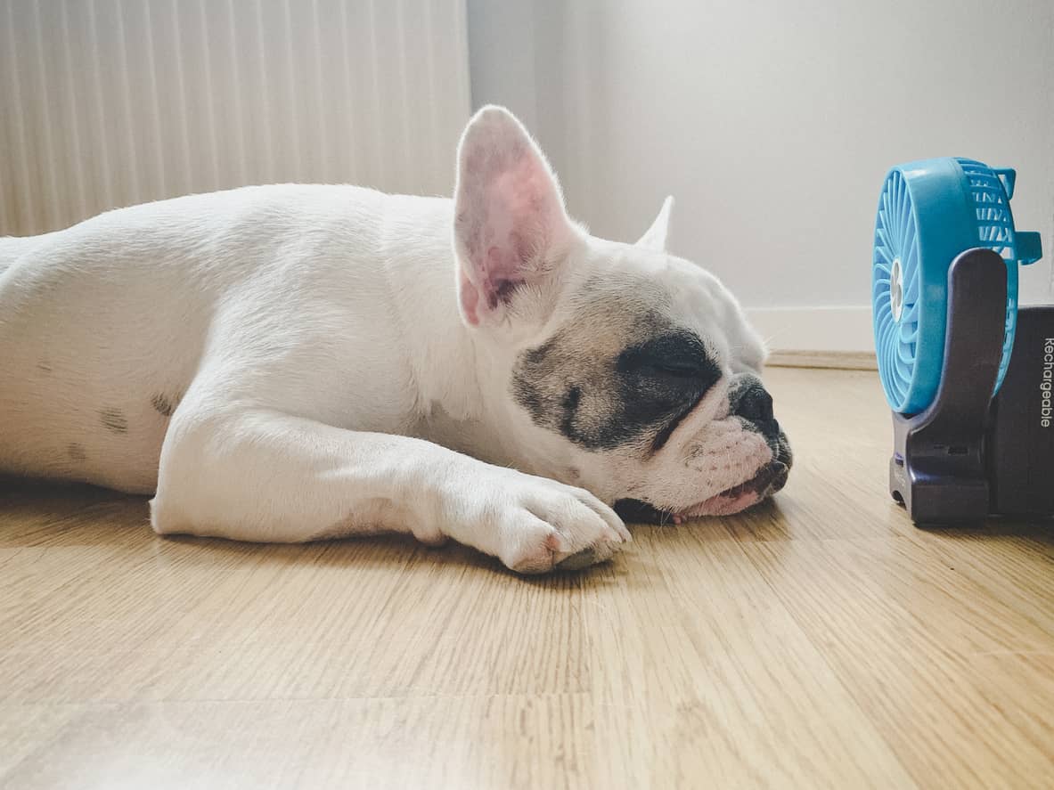 Dog sleeping in front of fan